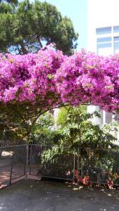 Bougainville