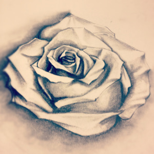 Il tocco di una rosa